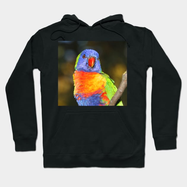 Rainbow Lorikeet Portrait Hoodie by Carole-Anne